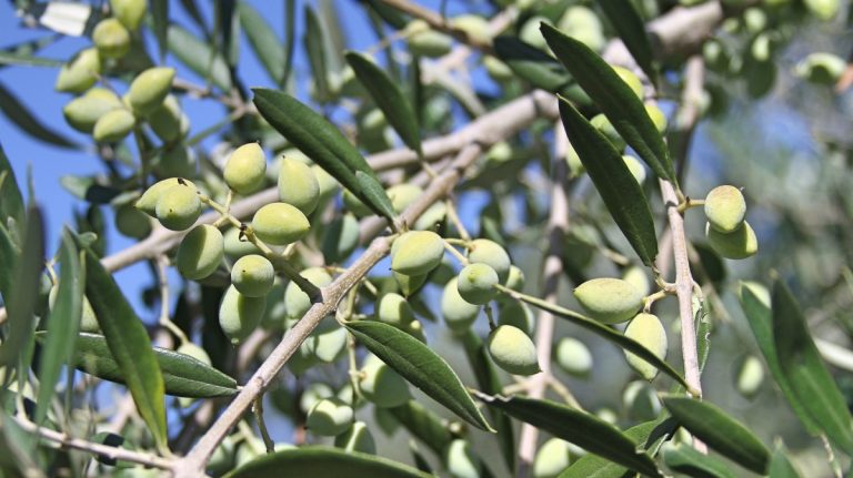 Måndag – vår bästa olivolja fann vi på Kreta